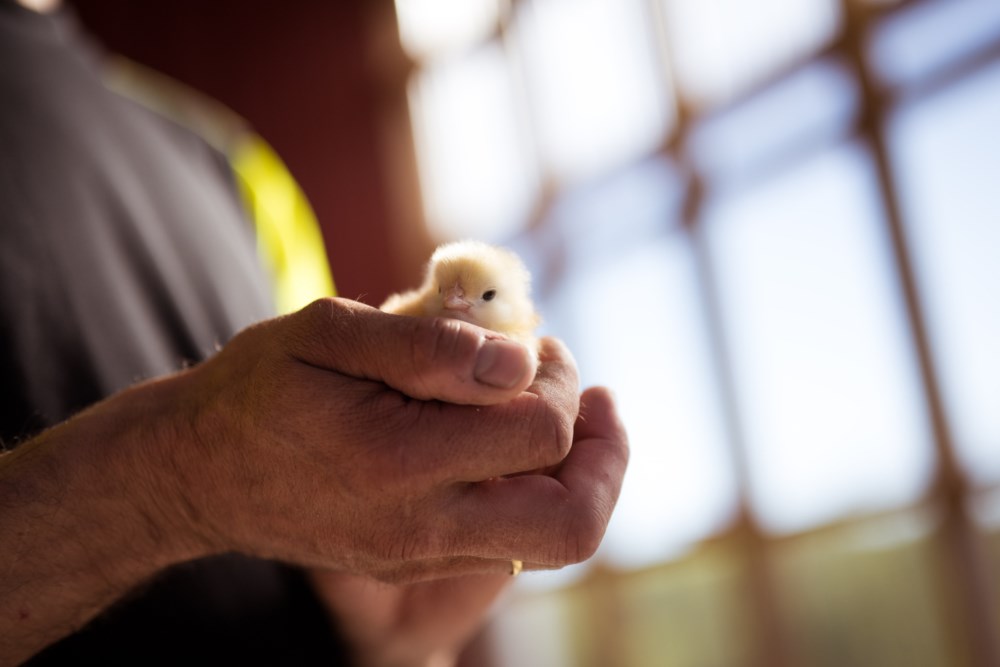 En persons hender holder forsiktig en liten gul kylling. Bildet er tatt innendørs med en diffus, sollys bakgrunn, noe som skaper en varm og trygg atmosfære rundt den nyklekkede kyllingen.